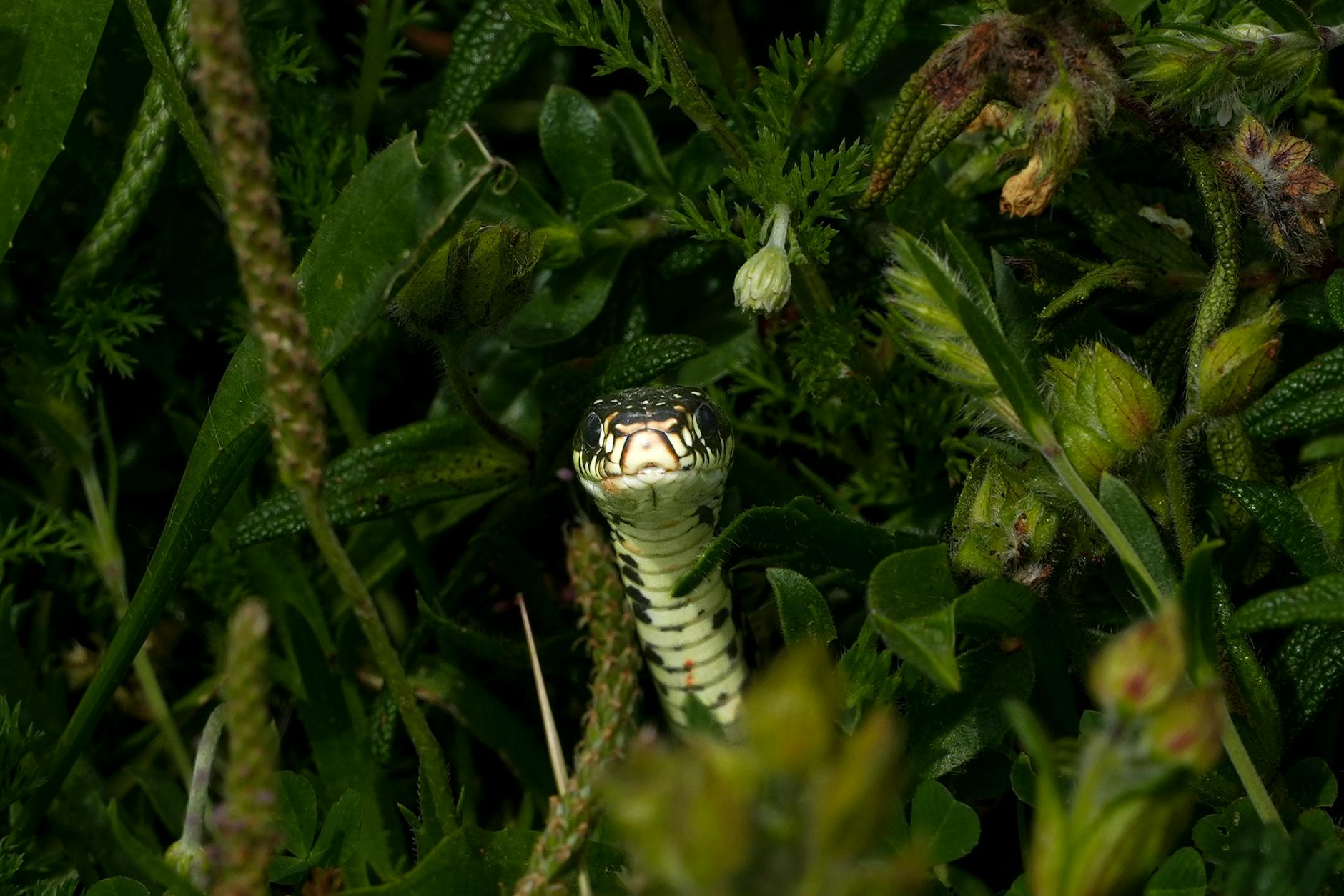 Finding Hidden Mickeys: Little Surprises Around Disney World