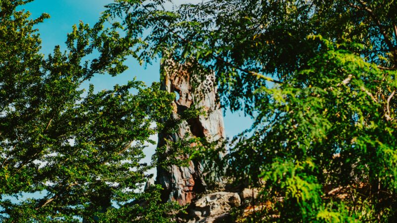 Disney Genie+ and Lightning Lane: The Ultimate Guide for Disney World Magic Nation Visitors