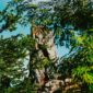 Disney Genie+ and Lightning Lane: The Ultimate Guide for Disney World Magic Nation Visitors